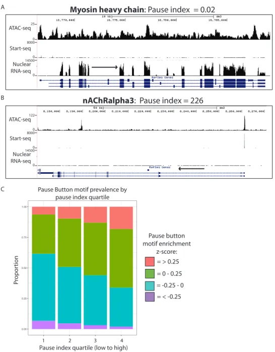 Figure	 S2:	 A)	 Representative	 browser	 window	 example	 of	 gene	 with	 low	 pause	 index.	 Note	 low	 Start-seq	 and	 high	 nuclear	 RNA-seq	 values.	 B)	 Representative	 browser	 window	 example	 of	 gene	 with	 high	 pause	 index.	 Note	 high	 Start-