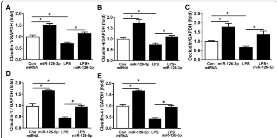 Fig. 7 miRNA-126-3p and miRNA-126-5p regulate the expression levels of cell tight junction proteins in LPS-stimulated SAECs