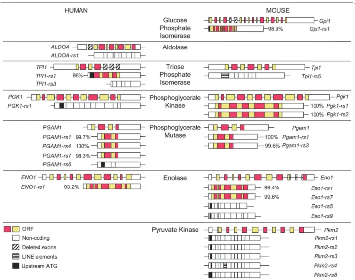 Figure 2 Retroposed sequences support the expression of novel transcripts. The structure of each parent gene is diagrammed with the coding  sequence denoted by alternating yellow and red exons