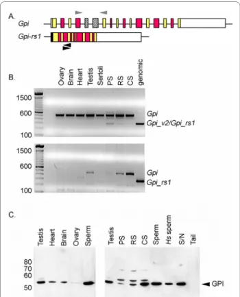 Figure 4 Expression of an alternative Gpi1 transcript in mouse  spermatogenic cells. (A) Diagram of RT-PCR approach used to  distin-guish expression of Gpi1-related transcripts