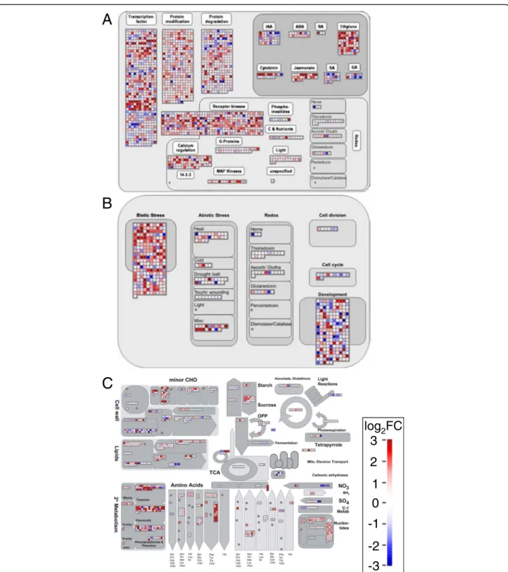 Fig. 4 Mapman categorization of genes differentially regulated by cytokinin. MapMan representations of overview of regulation (a), cellular response (b) and metabolism (c) of genes identified as differentially regulated in response to cytokinin in rice or 