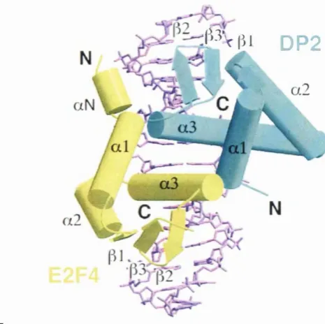 FIGURE 17CSCHEMATIC SHOWING INTERACTIONS BETWEEN E2F-4/DP-2 AND DNA