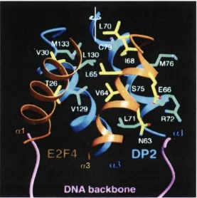 FIGURE 17DRIBBONS REPRESENTATION OF THE INTERFACE BETWEEN E2F-4 AND DP-2