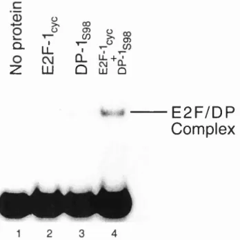 Figure 27 E2F-1/DP-1 Complex Formation