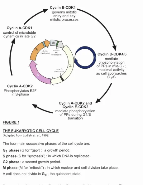 FIGURE 1THE EUKARYOTIC CELL CYCLE