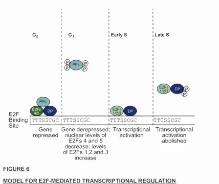 FIGURE 6MODEL FOR E2F-MEDIATED TRANSCRIPTIONAL REGULATION