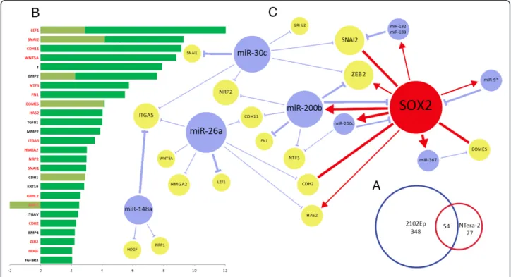 Figure 3 EMT-specific miRNA-target relationships directly and indirectly regulated by SOX2 in 2102Ep and NTera-2 cells