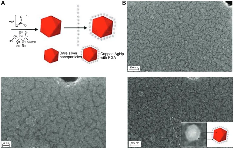 Figure 2 Images of AgNp particles obtained in the experiment without PgA (A) and with 0.4% PgA (B).Abbreviations: FeSeM, field emission scanning electron microscope; PgA, poly-α, γ, L-glutamic acid