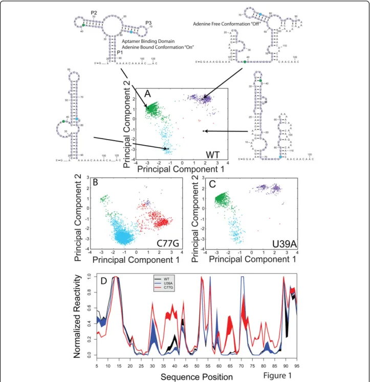 Figure 1 Structural analysis of the Adenine Riboswitch, which is a bacterial regulatory RNA that binds Adenine and controls gene expression [35,37]