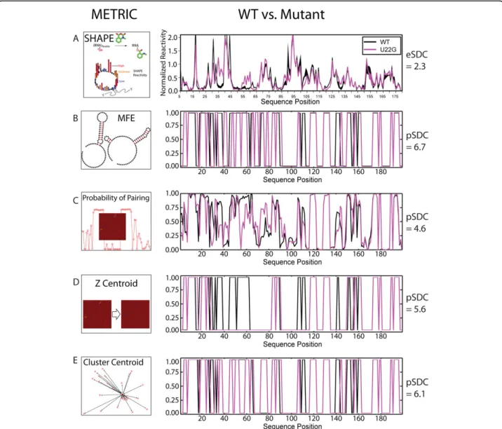 Figure 4 Schematic representation of metrics used to compute pSDC (predicted Structural Disruption Coefficients) based on RNA structure predictions for WT (black) and mutant (magenta)