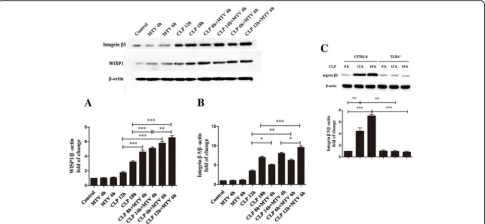 Fig. 2 MTV enhances CLP-induced WISP1 and integrinmice (C57BL/6) but not TLR4expression (hit model increased very significantly