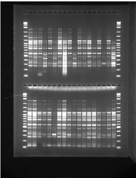 Figure 3outside lanesA BOX-PCR gel showing two sets of results, each with 18 isolates of B