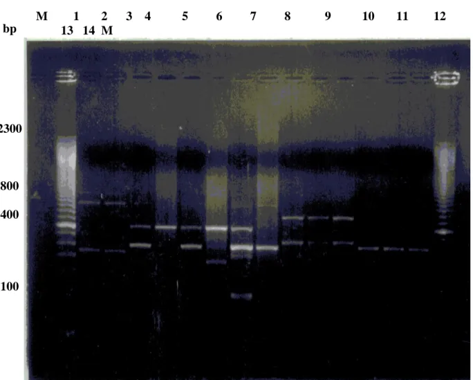 Fig  3  :  RAPD  profiles  of  Past.  multocida  genomic  DNA  isolates  amplified by primer do 