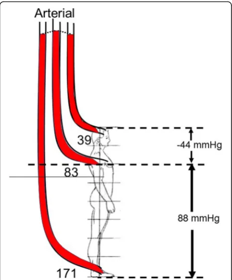Fig. 3 Gravitation effect on arterial pressures (adapted from [assuming a 182-cm male