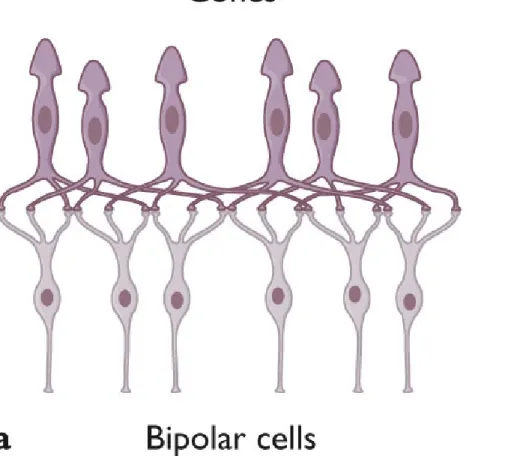 Figure 4.7 Because so many rods converge their input into the next layer of  the visual system, known as bipolar cells, even a small amount of light 