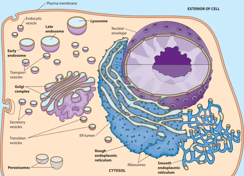 FIGURE 12-1 The Endomembrane System. The endomembrane system of the eukaryotic cell consists of the endoplasmic reticulum (ER), the Golgi complex, endosomes, and lysosomes (but not peroxisomes)