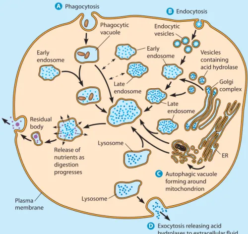 FIGURE 12-21 The Formation of  Lysosomes and Their Roles in Cellular Digestive Processes