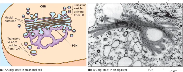 FIGURE 12-5 Immunochemical Staining of a Golgi Complex.