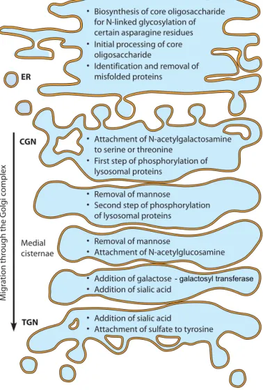 FIGURE 12-6 Compartmentalization of the Steps of  Glycosylation and Subsequent Modiﬁcation of Proteins.