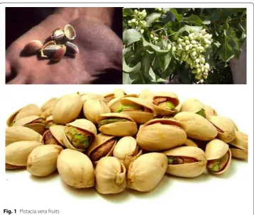 Fig. 1 Pistacia vera fruits