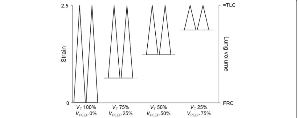 Fig. 2 The impact of dynamic versus static lung strain on lung injury in normal pigs ventilated for 54 h