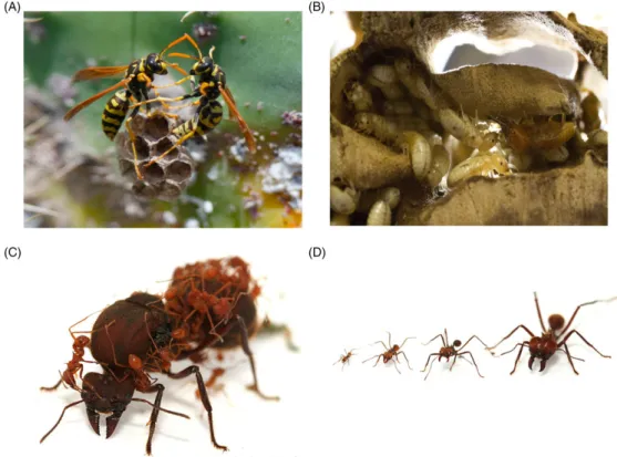 Fig. 1. The diversity of social systems in insects. (A) Primitively eusocial paper wasps Polistes dominula: co-foundresses fighting to attain dominance on the nest (photograph: T