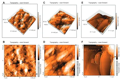 Figure 3 Atomic force microscopy of solid lipid nanoparticles loaded with triamcinolone acetonide