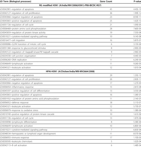 Table 2 Significantly enriched Gene Ontology terms in response to RG modified H5N1 and highly pathogenic H5N1infection