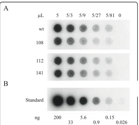 Figure 2 Packaging comparisons between the wild-type andmodified viruses. (A) Dot blot analysis of 3-fold serial dilutions ofnuclease-resistant AAV2 DNA made using pSub201(-) (wt), pVM108(108) pVM112 (112) or pVM141 (141)