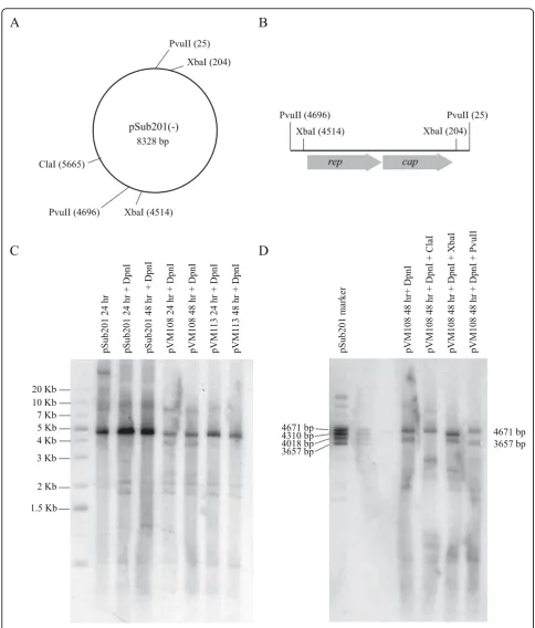 Figure 3 Viral DNA replicationportion of pSub201. (D) Southern blot of genomic DNA from cells cotransfected with an adenovirus helper plasmid and pVM108