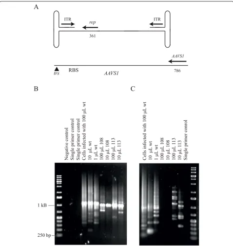Figure 4 Site-specific integration atfrom thegene primer set. The templates were genomic DNA isolated from HeLa cells infected with the indicated volumes of AAV2-containingsupernatants produced using pSub201(-) (wt), pVM108 (108) or pVM113 (113)