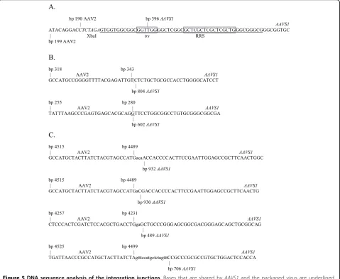 Figure 5 DNA sequence analysis of the integration junctions. Bases that are shared by AAVS1 and the packaged virus are underlined.(A) The sequence of the integration junctions detected in cells infected with virus made using the pVM108 or pVM113 constructs