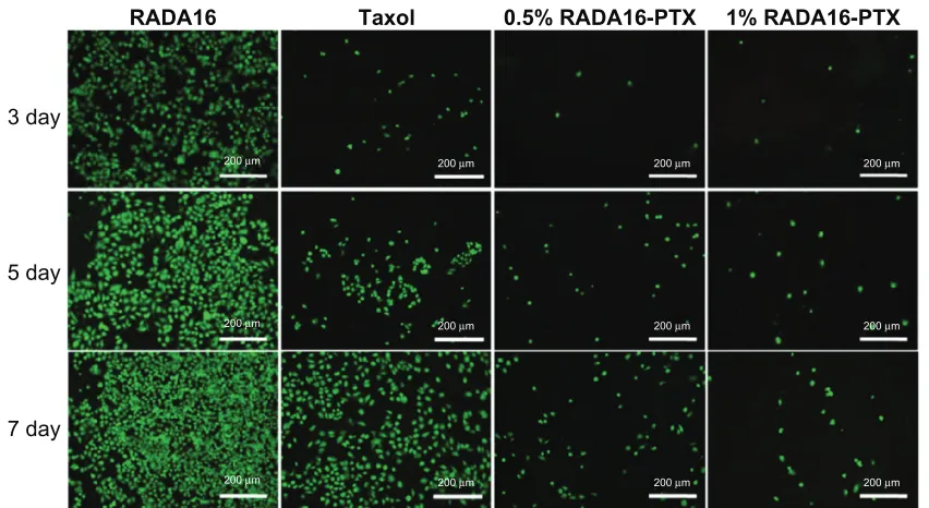 Figure 10 cell viability assessment by the Live/Dead assay method after treatment with rADA16, PTX, or rADA16-PTX hydrogel with different peptide concentrations