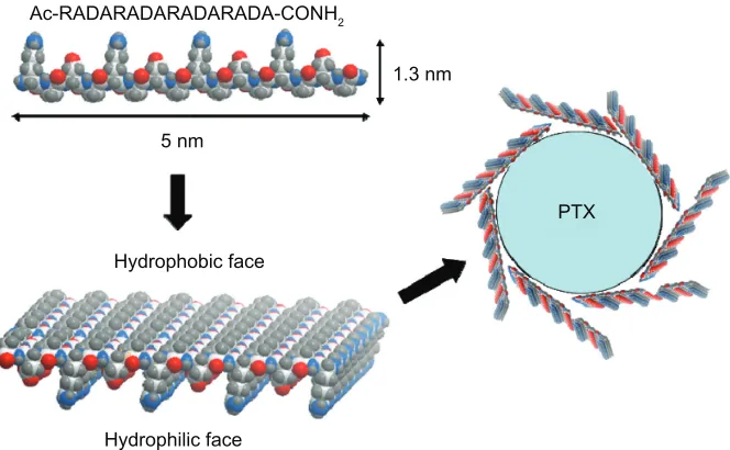 Figure 4 Size distribution of pure RADA16 solution and RADA16-PTX suspension with different peptide concentrations