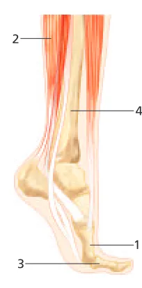 Figure 10-15 shows the parts of the lever system in a human leg. Leversystems of the body are not very efficient, and mechanical advantages arelow