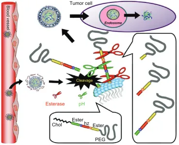 Figure 1 Schematic diagram of the strategy for double cleavable smart mPEG-Hz-CHEMS-modified liposomes