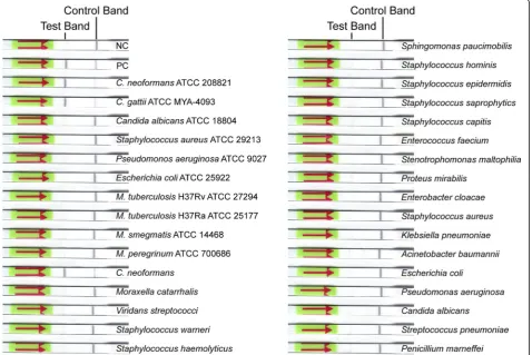 Table 2 Calculated the detection limit of LF-RPA assay