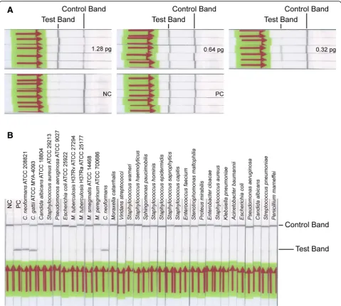 Fig. 4 Comparison of different DNA extraction methods. Genomic DNA from “spin columns method” was used as templates to repeat the above-mentioned experiments, especially evaluation of the detection limit (a) and cross-reactivity analysis (b)