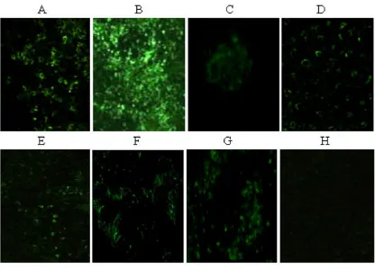 Figure 3HEV antigen distribution in tissues of inoculated nude mice detected by indirect immunofluorescence 4d post-inoculationdistinct granular fluorescence of HEV antigens distributed throughout colon, × 100; G: positive control, liver of HEV infected ut