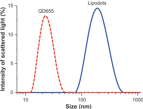 Figure 1 (A) Microscopy photographs of Du145 cells showing development of red fluorescent spots originating from QD655 with simultaneous photobleaching of actin-GFP during illumination with the microscope excitation light (450–480 nm)