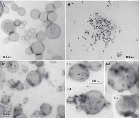 Figure 3 TeM images of the nanoparticles: (from 6 to 12 nm in size; (A) empty liposomes as unilamellar and multilamellar vesicles of variable sizes (100–400 nm); (B) spherical to elongated QD655 C1) common view of the lipodots; (C2–C5) Magnified images of the lipodots of similar magnification.Abbreviation: TeM, transmission electron microscope.