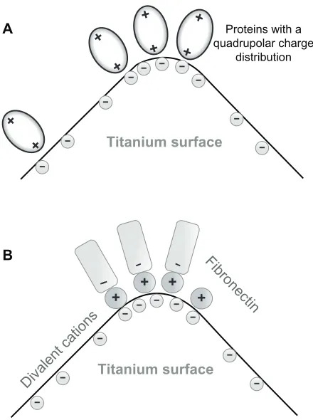 Figure 2 (A) Schematic ﬁgure of the orientation of quadrupolar proteins with positively charged tips attached to a negatively charged titanium surface.15 (B) Schematic ﬁgure of a quadrupolar protein mediated attraction between a negatively charged titanium implant surface (left) and a negatively charged osteoblast surface (see also).15 Two adjacent negatively charged titanium and osteoblast surfaces without bound proteins with a quadrupolar internal charge distribution end repel each other, while for a high enough concentration of bound proteins with a quadrupolar internal charge distribution the force between two negatively charged surfaces becomes strongly attractive,15 leading to an equilibrium distance approximately equal to the dimension of the proteins.