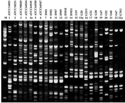 Figure 3PCR MP fingerprints of C. albicans reference strains and 16 randomly chosen C