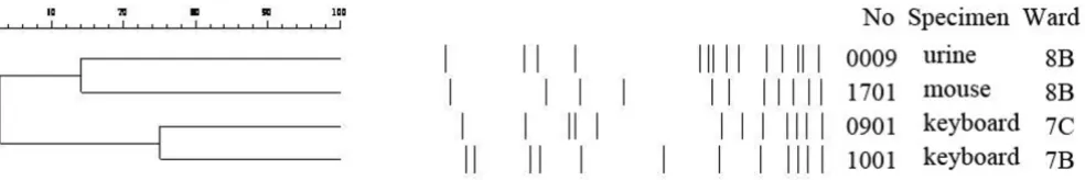 Figure 2Similarity of PFGE patterns of MRSA isolated in hospital wards, calculated by UPGMASimilarity of PFGE patterns of MRSA isolated in hospital wards, calculated by UPGMA