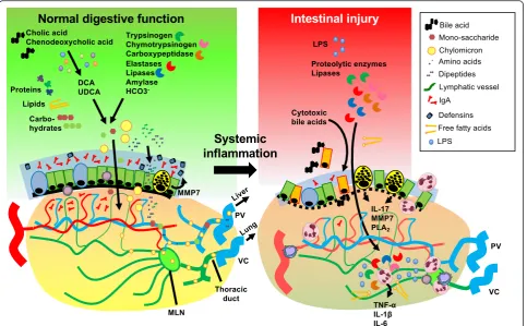 Fig. 2 Cellular and molecular players in intestinal injury caused by systemic inflammation