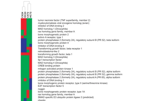 Figure 7 TGF beta signalling pathway. Clustering of experimental groups based on significantly regulated genes of the TGF-beta signallingpathway