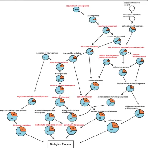 Figure 4 GO graph hippocampus 1 day post infectiongene set of the hippocampus at 1 day post infection