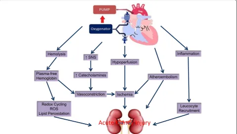 Table 1 Risk factors for the development of acute kidney injuryfollowing cardiac surgery