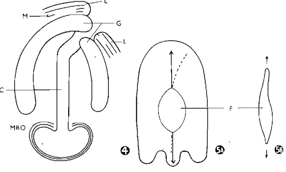 Fig.  4. Cleft  lip and palate from  below.  L : Lip.  G : Gum. C: Cleft. 