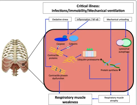 Fig. 1 Proposed scheme of pathophysiologic pathways in the development of respiratory muscle weakness during critical illness